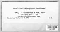 Valsella furva image